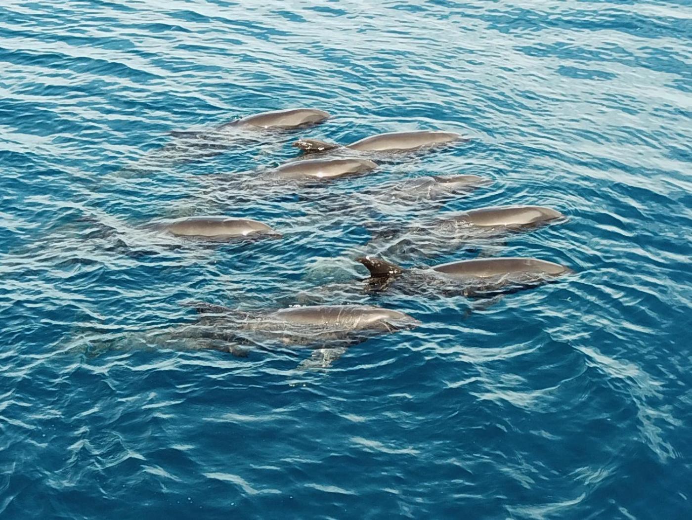 Atauro Dive Resort Beloi Kültér fotó