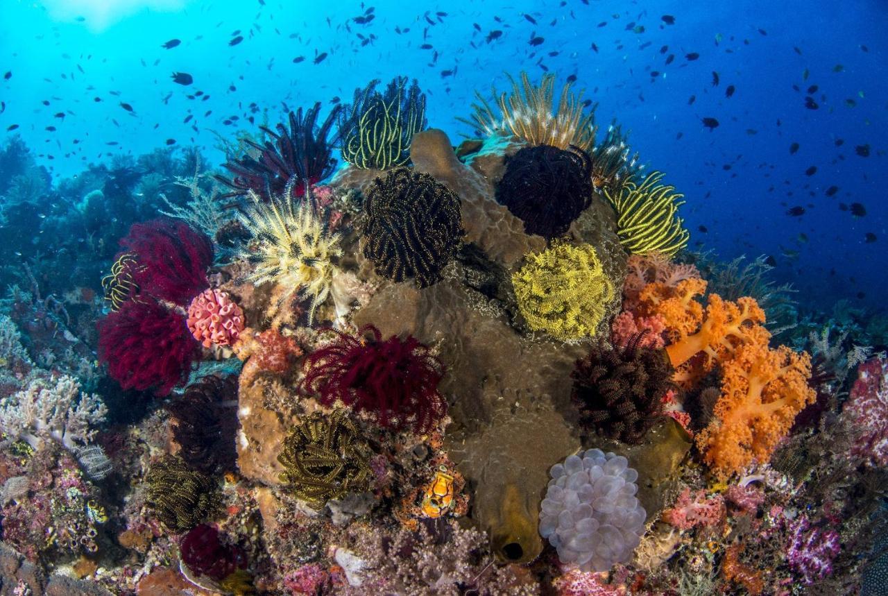 Atauro Dive Resort Beloi Kültér fotó