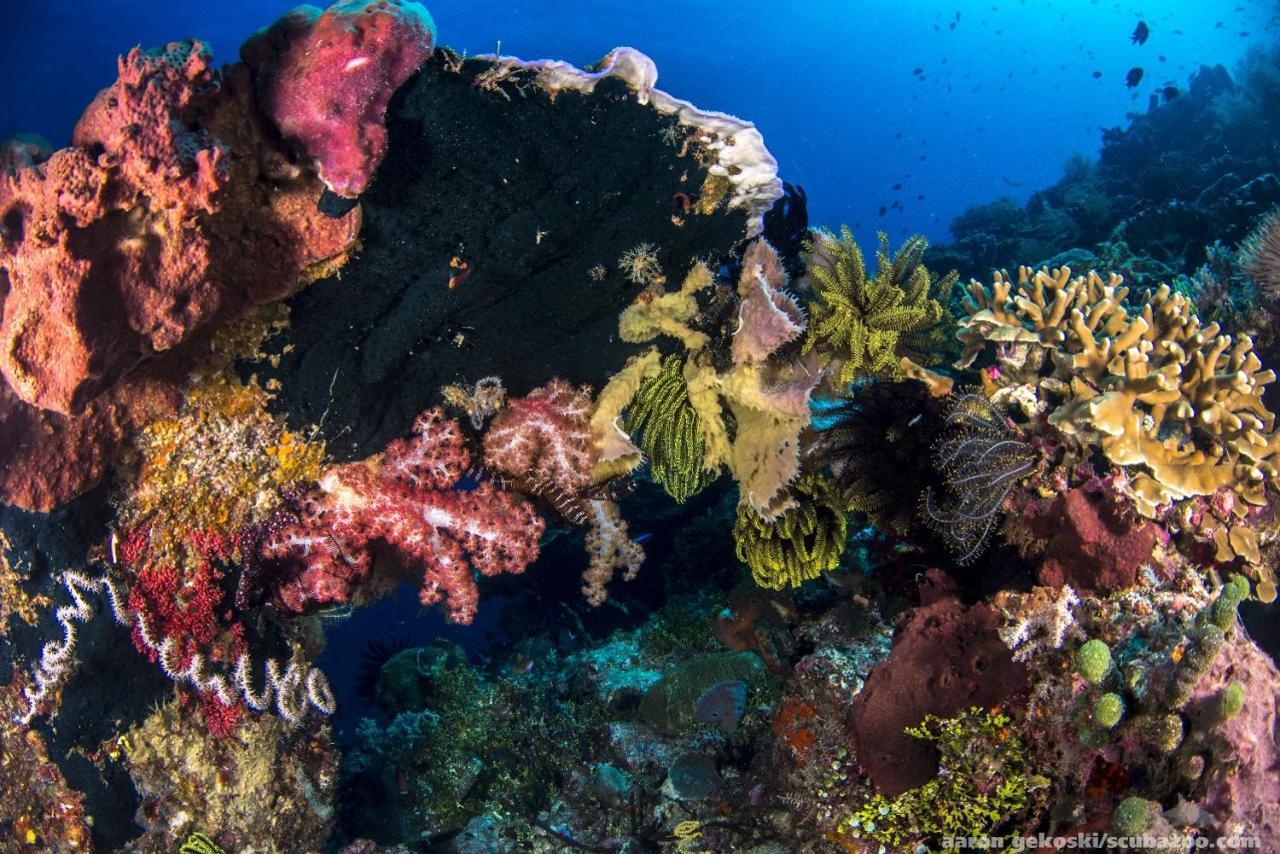 Atauro Dive Resort Beloi Kültér fotó