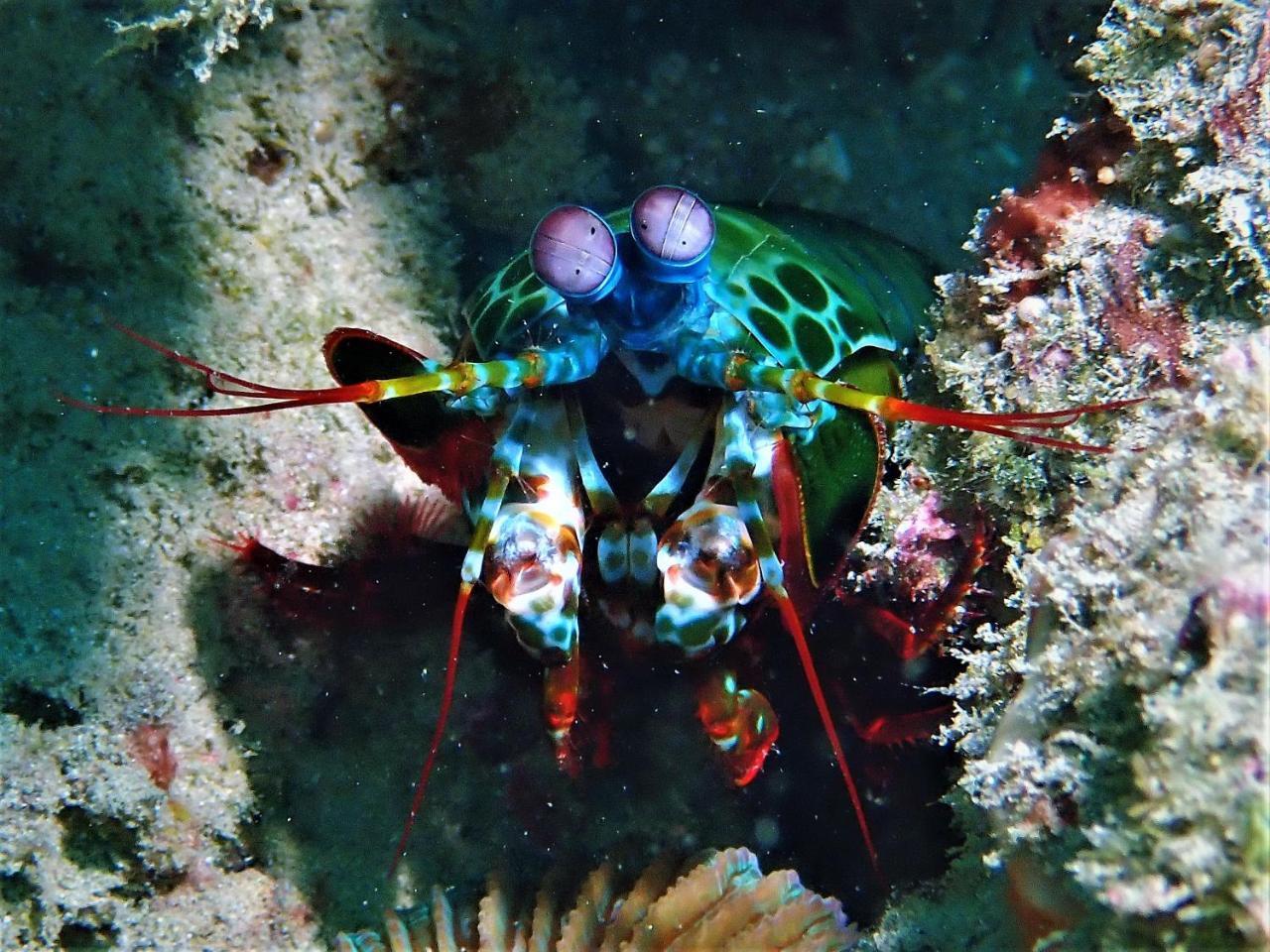 Atauro Dive Resort Beloi Kültér fotó
